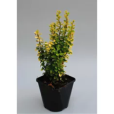 Барбарис тунберга Голден Дрим - Berberis thunbergii Golden Dream D9 H20