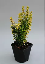 Барбарис тунберга Голден Дрим - Berberis thunbergii Golden Dream D9 H20