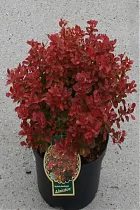 Барбарис тунберга Адмирейшн - Berberis thunbergii Admiration D15 H40-50