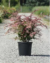 Барбарис тунберга Арлекин - Berberis thunbergii Harlequin D2 H20-30