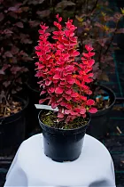 Барбарис тунберга Лутин Руж - Berberis thunbergii Lutin Rouge D2 H20