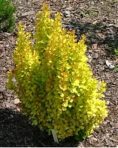 Барбарис тунберга Голдалита - Berberis thunbergii Goldalita D2 H15-20