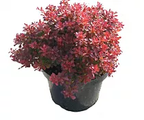 Барбарис тунберга Багатель - Berberis thunbergii Bagatell D9 H20