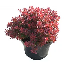 Барбарис тунберга Багатель - Berberis thunbergii Bagatell D9 H20