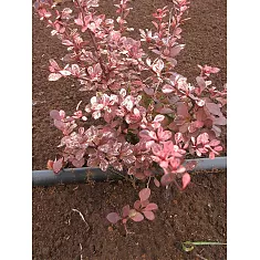 Барбарис тунберга Арлекин - Berberis thunbergii Harlequin D9 H20