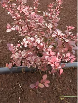 Барбарис тунберга Арлекин - Berberis thunbergii Harlequin D9 H20