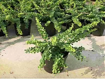 Барбарис тунберга Грин Карпет - Berberis thunbergii Green Carpet D9 H20
