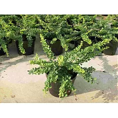 Барбарис тунберга Грин Карпет - Berberis thunbergii Green Carpet D9 H20