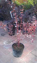 Барбарис оттавский Суперба - Berberis ottawensis Superba D2 H60-80