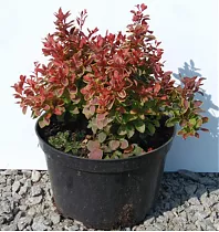 Барбарис тунберга Адмирейшн - Berberis thunbergii Admiration D2 H20-25