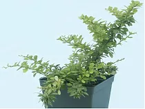 Барбарис тунберга Грин Карпет - Berberis thunbergii Green Carpet  D2 H25-30