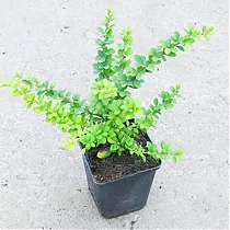 Барбарис тунберга Грин Орнамент - Berberis thunbergii Green Ornament D9 H20