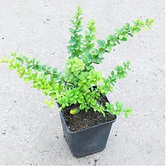 Барбарис тунберга Грин Орнамент - Berberis thunbergii Green Ornament D9 H20
