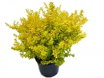 Барбарис тунберга Ауреа - Berberis thunbergii Aurea D9 H20