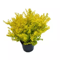 Барбарис тунберга Ауреа - Berberis thunbergii Aurea D9 H20