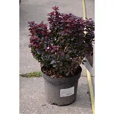 Барбарис тунберга Конкорд - Berberis thunbergii Concorde D9 H20