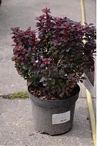 Барбарис тунберга Конкорд - Berberis thunbergii Concorde D9 H20