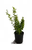 Барбарис тунберга Мария - Berberis thunbergii Maria D3 H30-40