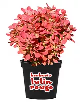 Барбарис тунберга Лютин Руж - Berberis thunbergii  Lutin Rouge D9 H20