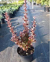 Барбарис Тунберга - Berberis thunbergii D2 H30-40