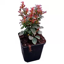 Барбарис тунберга Багатель - Berberis thunbergii Bagatell D2 H15-20