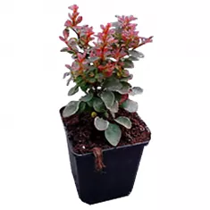 Барбарис тунберга Багатель - Berberis thunbergii Bagatell D2 H15-20