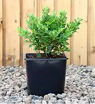 Барбарис тунберга Кобольд - Berberis thunbergii Kobold D2 H15-20