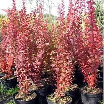 Барбарис тунберга Инспирейшн - Berberis thunbergii Inspiration D3 H20-30