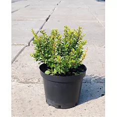 Барбарис тунберга Кобольд - Berberis thunbergii Kobold D9 H20