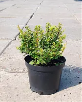 Барбарис тунберга Кобольд - Berberis thunbergii Kobold D9 H20