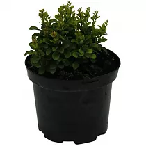 Барбарис тунберга Кобольд - Berberis thunbergii Kobold D9 H15