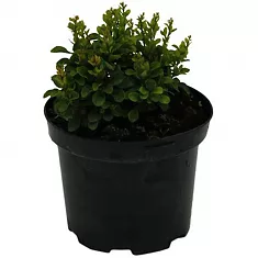 Барбарис тунберга Кобольд - Berberis thunbergii Kobold D9 H15