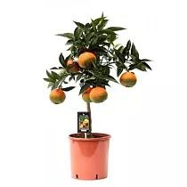 Апельсин каналикулята - Sinensis canaliculata D21 H60