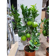 Апельсин Россо - Citrus sinensis Rosso D22 H70