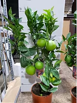 Апельсин Россо - Citrus sinensis Rosso D22 H70