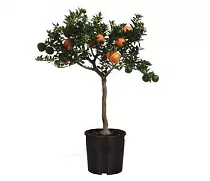 Апельсин Миртолистный - Citrus Chinotto D17 H60