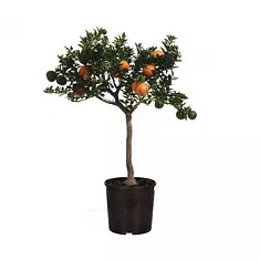 Апельсин Миртолистный - Citrus Chinotto D17 H60