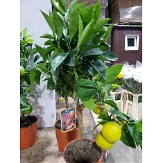 Апельсин Тарокко Россо - C. sinensis Tarocco rosso D22 H80