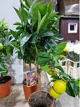 Апельсин Тарокко Россо - C. sinensis Tarocco rosso D22 H80