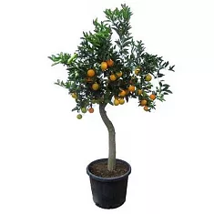 Апельсин Миртолистный - Citrus Chinotto D30 H200