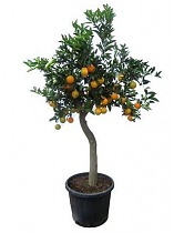 Апельсин Миртолистный - Citrus Chinotto D30 H200