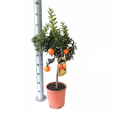 Апельсин Миртолистный - Citrus Chinotto D24 H90