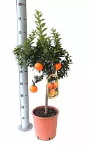 Апельсин Миртолистный - Citrus Chinotto D24 H90