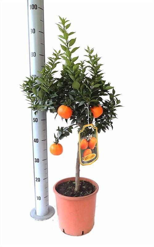 Апельсин Миртолистный - Citrus Chinotto D24 H90