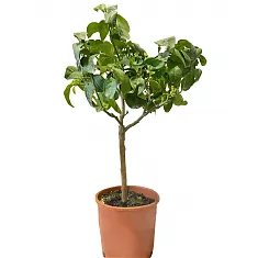 Апельсин Биццария - Citrus sinensis Bizzaria  D21 H80