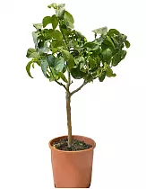 Апельсин Биццария - Citrus sinensis Bizzaria  D21 H80