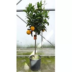 Апельсин Миртолистный - Citrus Chinotto D27 H150