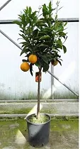 Апельсин Миртолистный - Citrus Chinotto D27 H150