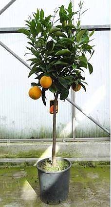 Апельсин Миртолистный - Citrus Chinotto D27 H150