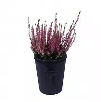 Вереск Каллуна фиолетовый - Calluna D12 H20